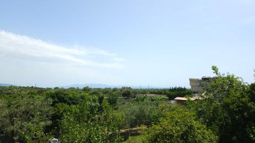 a view of trees and a building in the distance at Friends House - Borsh Hotel in Borsh