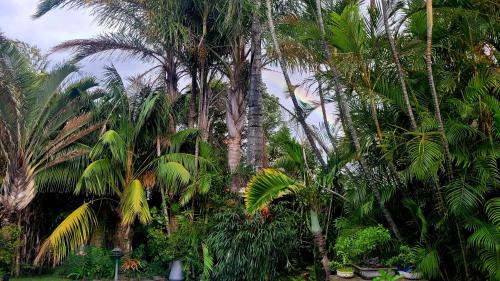 Jardín al aire libre en Kennington Palms B&B/Self Catering
