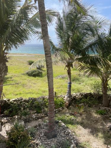 a group of palm trees in a field with the ocean at Oceanfront Luxury 2Br Villa in Saint Philip