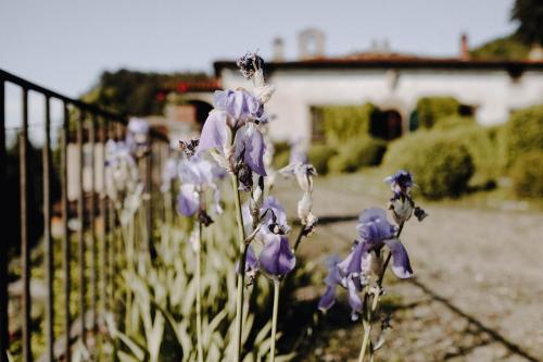 a bunch of purple flowers next to a fence at Villa Rucellai in Prato