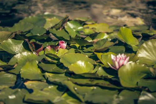 a group of pink flowers in a pool of water at Villa Rucellai in Prato