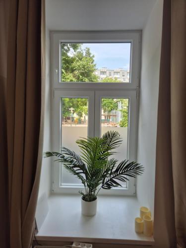 a window with a plant sitting on a table at Sweet Dreams in Vienna