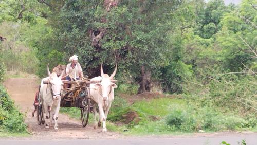 a man driving a cart pulled by oxen on a road at The Wai Hills MTDC Approved in Wai