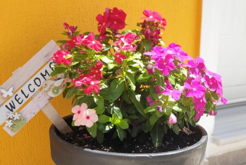 a pot of flowers sitting next to a window at TheYellow House Fully Equipped 2BR apartment in Pilaroú