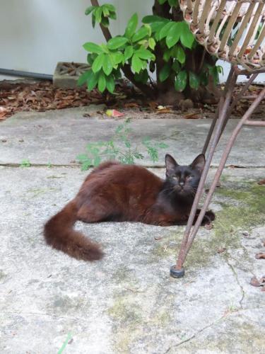 a black cat laying on the ground next to a chair at Akunamatata Guest House Grand Case in Grand Case