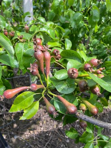 a bunch of chili peppers growing on a plant at Hof van Kalenberg in Borgloon