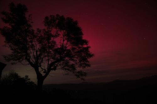 a tree in the middle of a night sky at La cabaña mirador de los Valles Pasiegos in Vega de Pas