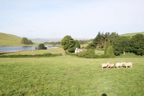 a group of three sheep grazing in a field at Llynhillyn Cottage in Presteigne