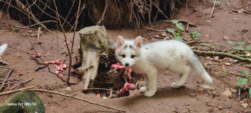 a white dog standing next to a tree stump at The parrot hotel, live in a rescue animal park in Næstved