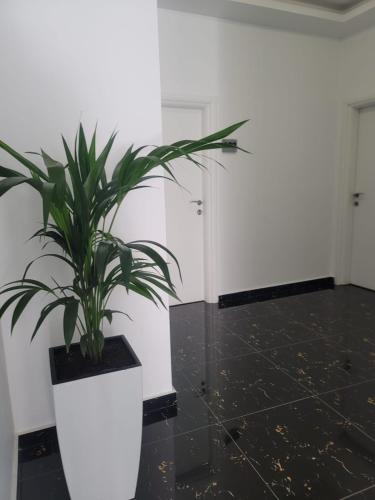 a potted plant in a room with a white wall at Hotel Myrtai - City Center in Sarandë