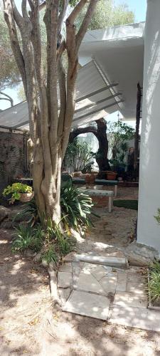 a tree sitting under a white canopy in a yard at Mi Cachito in Los Caños de Meca