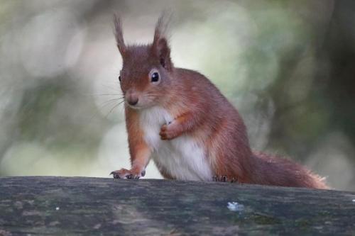 Billede fra billedgalleriet på Historical North Cottage in Old Deer i Old Deer