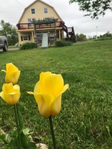two yellow flowers in the grass in front of a house at A Country Home Inn the city in Charlottetown