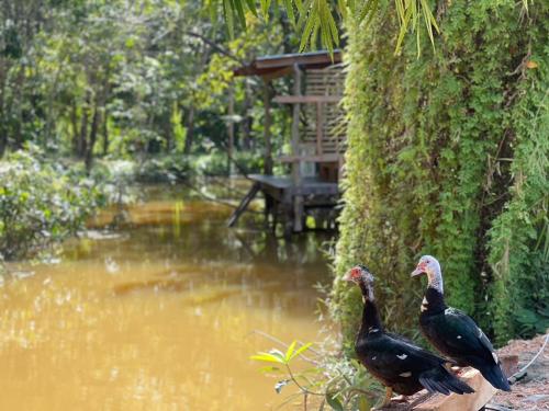 two birds standing next to a body of water at Baan Siri in Ban Dong Bang