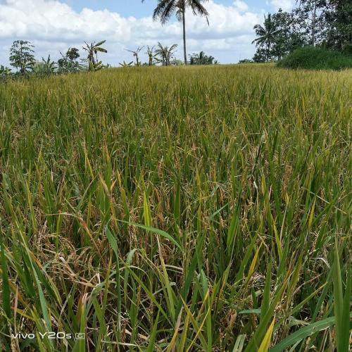 a field of tall grass with a palm tree in the background at Villa Mak Cik in Yogyakarta