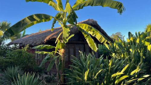 a small hut with a thatched roof and a palm tree at Manga Soa Lodge in Fascène - Befefika