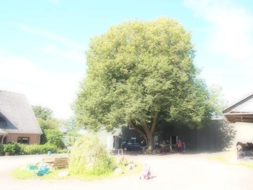 a large tree next to a building with people sitting under it at Gartenhaus in Groß Vollstedt