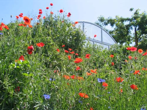 a field of flowers in front of a glass dome at Réti Tanya Vendégház in Kerecseny