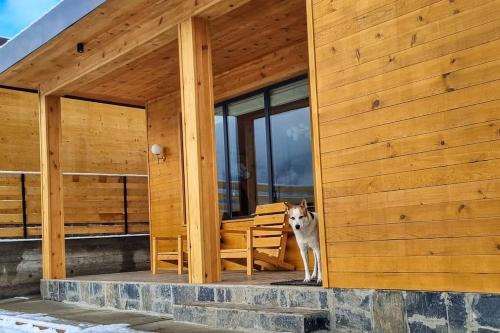 a dog standing on the porch of a house at Elegant pet-friendly double villa, perfect for couples Svaneti Countryside 4 in Mestia