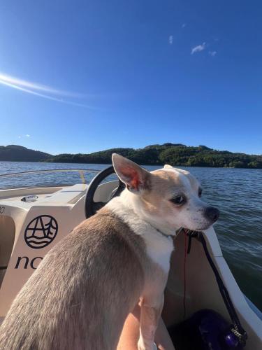 a dog standing on the front of a boat at NOI Resort SPA - woda i las in Tęgoborze