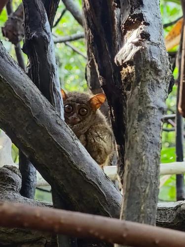 a owl sitting on top of a tree branch at Lekker Gezellig Dive Resort Manado in Bunaken