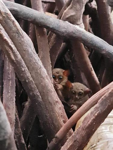 two baby animals are sitting in a tree at Lekker Gezellig Dive Resort Manado in Bunaken