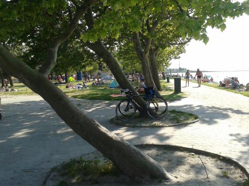 a bike parked under a tree in a park at Munkácsy Apartmanok in Balatonfenyves