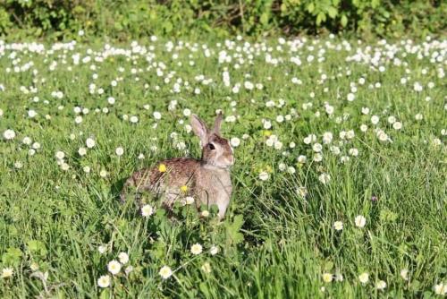 a rabbit sitting in the grass in a field of flowers at Sibolla Holidays in Altopascio