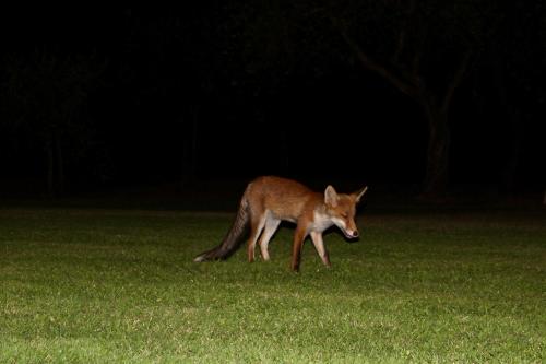 a fox walking in the grass at night at Sibolla Holidays in Altopascio