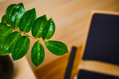 a plant with green leaves on a table at Gästehaus im LWH in Lingen