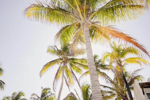 Fotografie z fotogalerie ubytování VR CLUB Tulum Riviera v destinaci Tulum