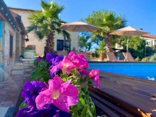 Bed and Adventure Tramontana Resort - Casetta & Wellness في Castilenti: حفنة من الزهور جالسة على مقعد بجوار حمام السباحة