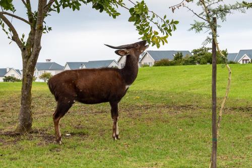 Animales en el apartamento o alrededores