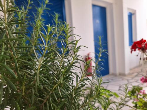 uma porta azul e plantas em frente a uma casa em Εvi Evan Hotel em Galissas