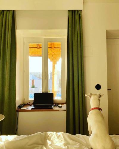 a dog sitting on a bed looking out a window at Villa dos Corcéis in Esposende