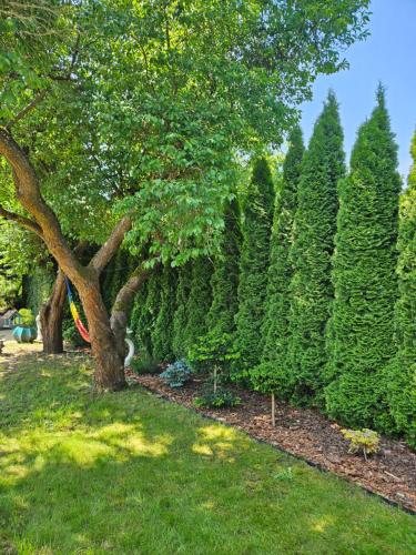 a row of trees in a yard with grass at Princess Palace in Gdańsk