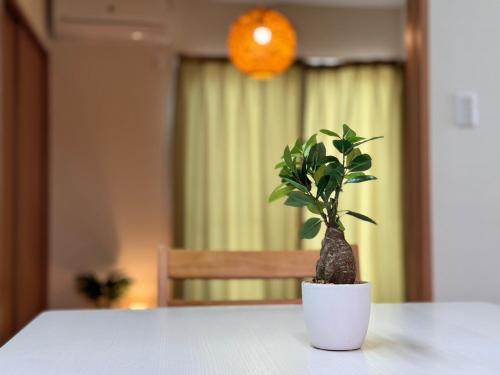 a plant in a white pot sitting on a table at tomari in Okayama