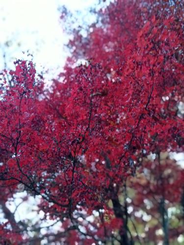 a tree with red leaves on it at Buffalo Motel and Country Retreat in Porepunkah