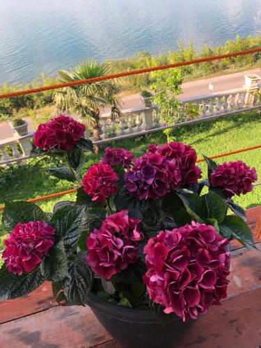 a pot of flowers sitting on a table near the water at Bella Vista in Shkodër