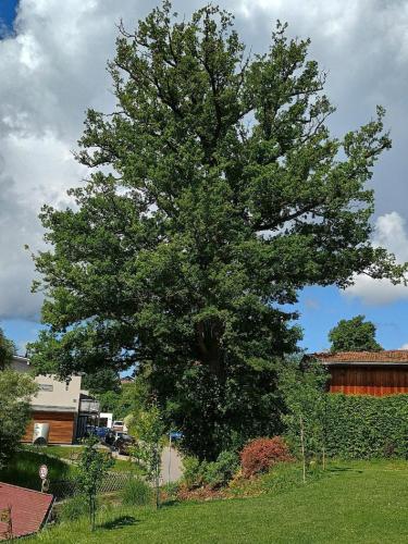a large tree in the middle of a yard at Ferienwohnung zur Wacht in Viechtach