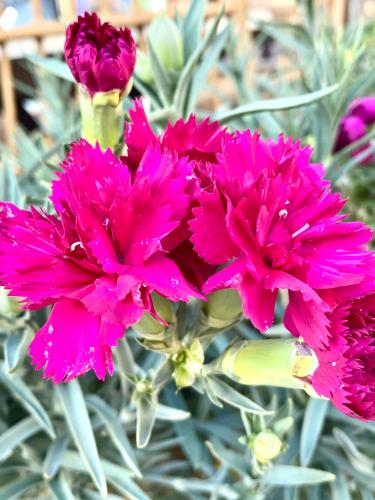 a group of pink flowers in a vase at Costas Inn in Spílion