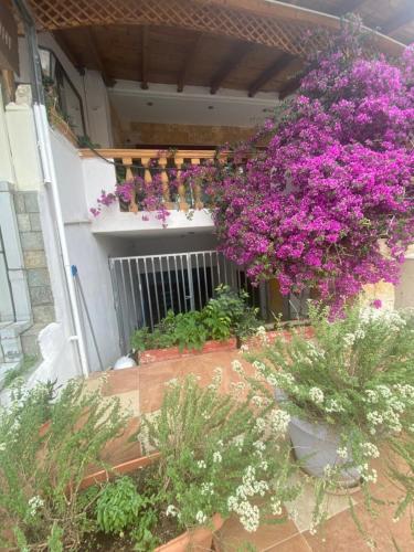 Une bande de fleurs violettes suspendues à un bâtiment dans l'établissement Costas Inn, à Spílion