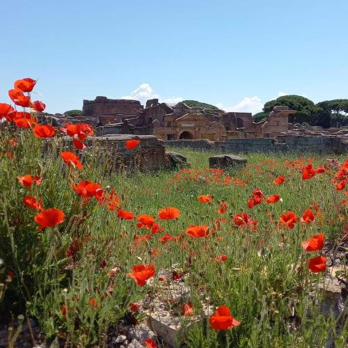a field of red poppies in front of an ancient ruins at Il Casaletto di Simonetta in Acquasparta