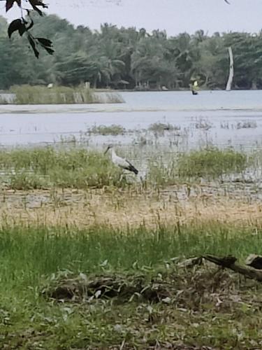 a bird standing in the grass near a body of water at Harmony Haven, Udawalawe, Sri Lanka in Udawalawe