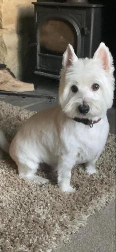 a small white dog standing in front of an oven at Halmer Grange Guest House in Goathland