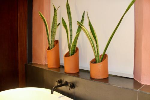 three plants sitting on a shelf next to a sink at VILLA MERIDA BOUTIQUE HOTEL - Adults Only in Mérida