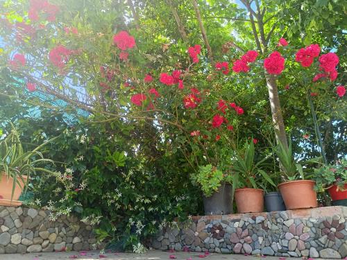 a bunch of flowers in pots on a stone wall at ReginaSerena in Certaldo