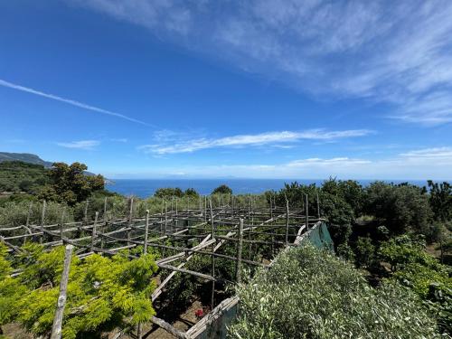 a vineyard with the ocean in the background at Agriturismo Piccolo Paradiso in Piano di Sorrento