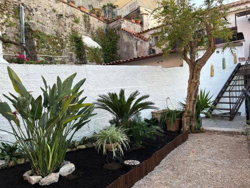 un giardino con piante di fronte a un muro bianco di Il giardino dei sogni a Gaeta