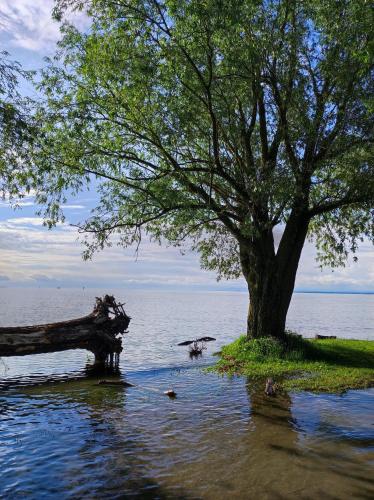 a tree sitting in the water next to a lake at Little Tiny Village Haus 1 in Fußach